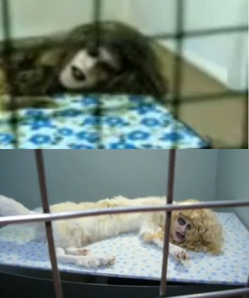 Những[-]sinh[-]vật[-]kỳ[-]dị[-]mang[-]khuôn[-]mặt...[-]"con[-]người"[-]8